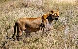 TANZANIA - Serengeti National Park - 006 Lioness